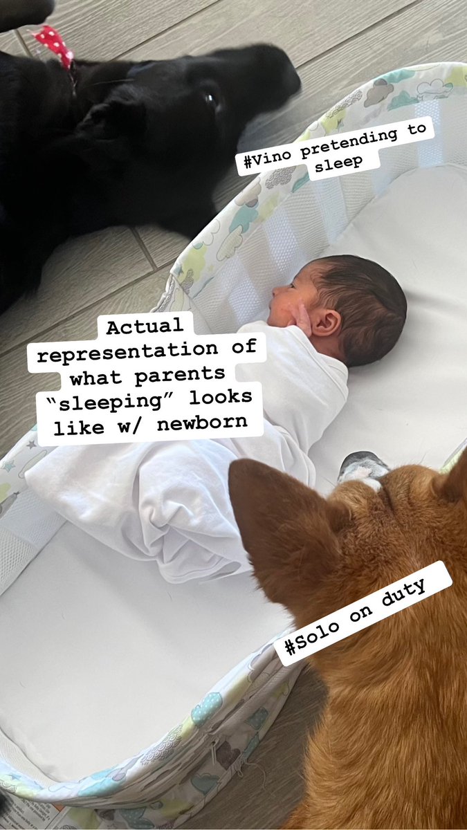 EdgarFloresNV's tweet photo. Baby Flores with #Vino and #Solo reminding us itβs a team effort and to get some rest when you can! Itβs a marathon fam! #YouGotThis #NewBorn #DogSiblings #Rescues #NewDad #SleepTomorrow https://t.co/RBpmKkVV1e