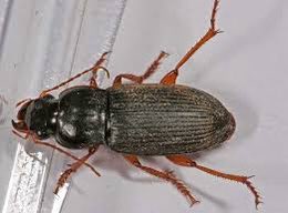 nuisiprotect's tweet photo. Nuisiprotect propose des méthodes efficaces pour l’élimination de l’harpale du fraisier, un insecte nuisible qui fait peur suscite des inquiétudes parmi les habitants  de la région Rhône-Alpes. La société Nuisiprotect, spécialiste de la désinsectisation a Lyon. 0482836000. https://t.co/H34Jsvhk7r