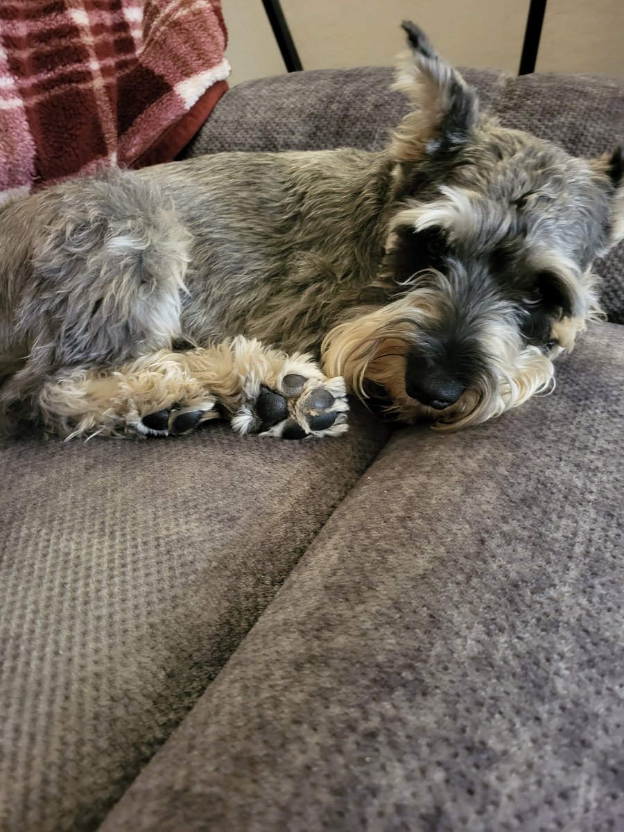 geezerpup's tweet photo. Before lunch snooze. I will also take an after lunch snooze. It's hot in Central Arizona per our usual summer weather #dogsoftwitter #SchnauzerGang #dogswithbeards https://t.co/DetfcNOnsV