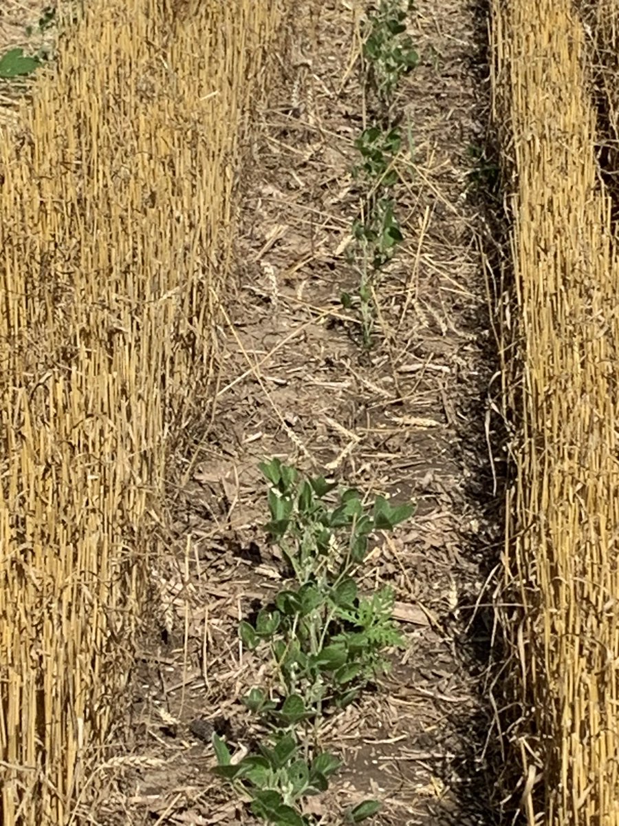 4010chris's tweet photo. @jasonmauck1 First year trying twin row wheat I guess I picked right year to start. #relaycropping https://t.co/lMRU23rAzk