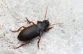 nuisiprotect's tweet photo. harpale du fraisier est un coléoptère à la carapace noire striée et aux pattes ambrées. Il est surtout actif lors des nuits d'été durant lesquelles il se nourrit de diverses graines.
Faites appel à @nuisiprotect à Lyon pour une intervention rapide et efficace. 
04.82.83.6000 https://t.co/1PtfFeVINO