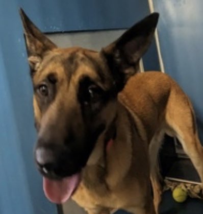 TomJumboGrumbo's tweet photo. MAX 176073 HAS NO ONE. We are worried for this sweet and sensitive 2yo. Affectionate, friendly and playful, he’s at great risk TBK at anytime. Needs to be a solo dog in a VA to ME located family with kids age 13+. If you can help save Max, please DM @notthesameone2. Thank you!

https://t.co/6My48Z7X6b