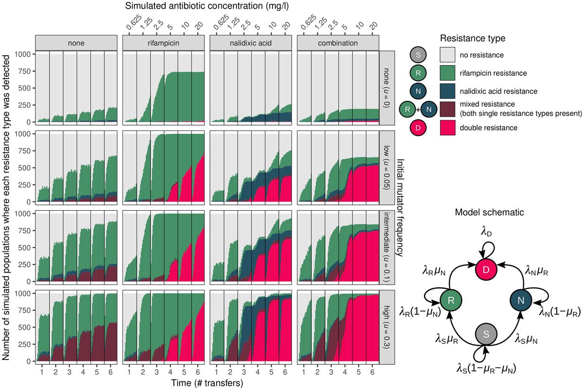 PLOSGenetics's tweet photo. In this #AntimicrobialResistance study, researchers from discuss the impact of mutators on multi-drug resistance evolution and challenging assumptions about the resilience of combination treatments: https://t.co/7HCfTT3plb #CombinationTherapy #ResistanceEvolution https://t.co/3ujTWTcvV1