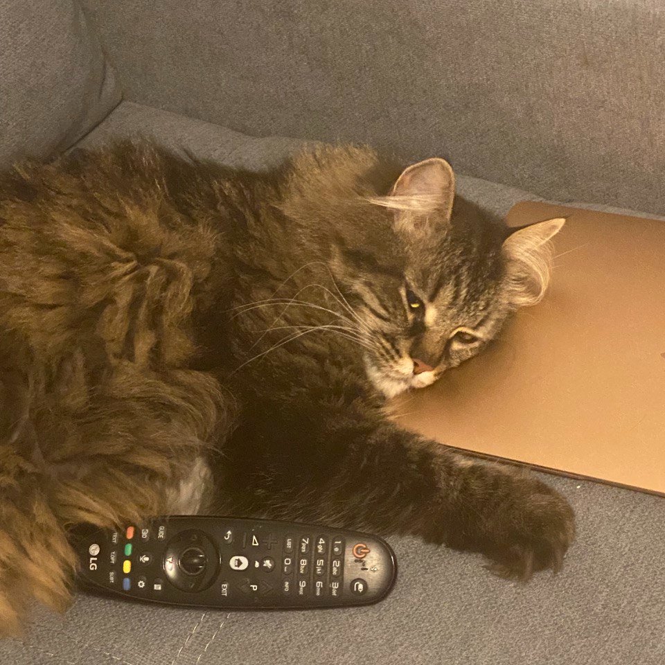 Meow_rpc's tweet photo. GM. It's Meow. Again. Created my Twitter for the 2nd time #Nothing_new #MeowRPC https://t.co/EUpmm580Bi