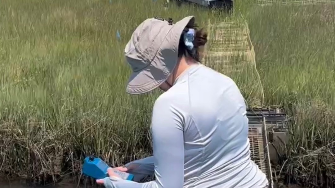 Yesterday: work site 
Seeing how different salt marshes are from mangroves (both being wetlands). 
Me doing a conductivity test of the creek on the salt marsh.