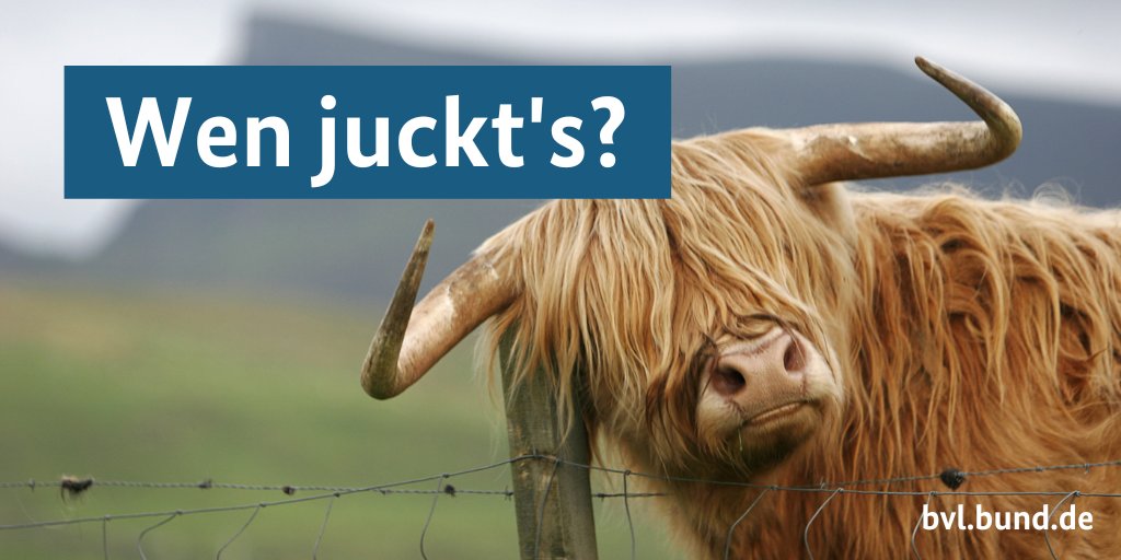 BVL_Bund's tweet photo. Zum #WeltehrentagDerKuh bitten wir alle Besitzer/innen und Tierärzte/Tierärztinnen, Nebenwirkungen von #Tierarzneimitteln zu melden. So helfen Sie uns, deren Sicherheit auch nach der Zulassung sicherzustellen.
Mehr in unserem Film 📹 https://t.co/SDjf94Z1TZ #TAM #Pharmakovigilanz https://t.co/amES9yTNPW