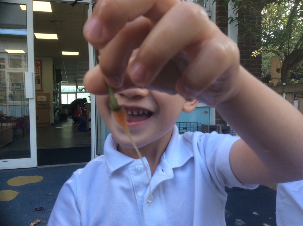 It was 'Carrot Harvest Day' in our #Nursery today. We had LOTS of fun pulling up the carrots, taking off the leaves and comparing the shapes and sizes.  We used the carrots to make soup and many of the children thought it was delicious! #planttoplate #healthyeating @eytagteam 🥕