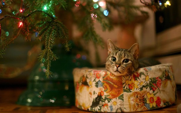Drôle de chats tweet media