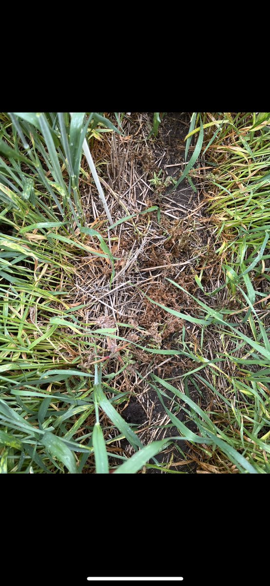 Talinor Timelapse 🔨

Observations:
- Before Application
- 4 Days After
- 7 Days After 
- 19 Days After  

<a href="/LyleJensen6/">Lyle Jensen</a> <a href="/RealisticSter/">Sterling Mitchell 🇨🇦</a> <a href="/syngentacanada/">Syngenta Canada</a>