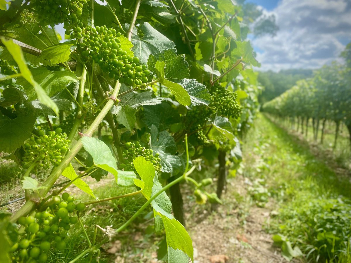 An abundance of bunches of grapes. It’s looks to be a very promising year. 
#grapes #vineyardviews #raimes #hampshirevines #alresfordhampshire