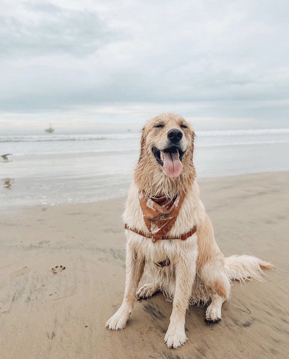 Is Wednesday too early to start planning for the weekend??

I’m going to start speaking the BEACH into existence…

#dogsoftwitter #goldenretriever