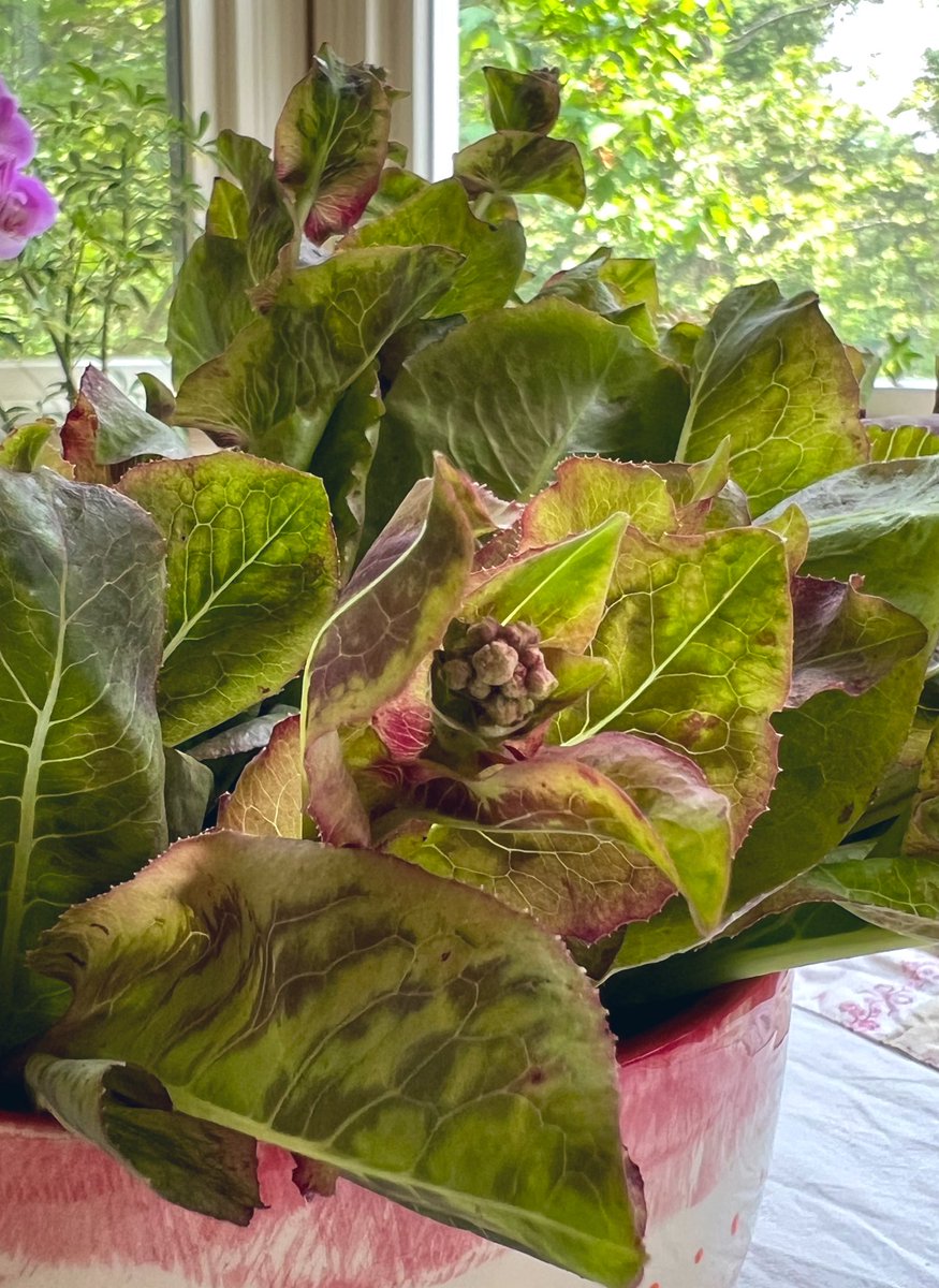 Garden lettuce. Amazing how rewarding growing food can be for body and mind. #foodpsychology #gardentherapy
