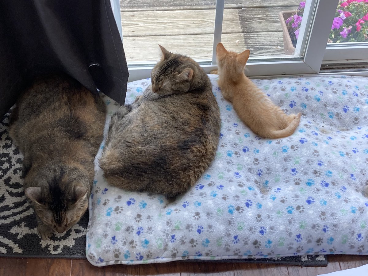 MarsRoverCat's tweet photo. Foster kitten Blossom is doing great at her catting lessons with Oppy and Ani. https://t.co/mWNvVTyE8E