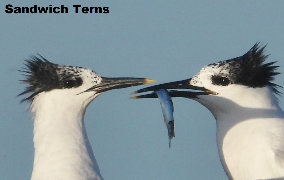 mikelinklate's tweet photo. Sandwich Terns and Common Terns displaying fish at Rye Harbour Nature Reserve Sussex UK https://t.co/eDnG6GGjtm