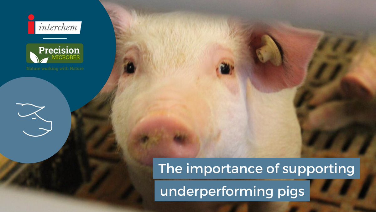 InterchemSwine's tweet photo. Precision Microbes Pro and #Postbiotic for #piglets: It is to support weak or underperforming #pigs and can be used to support #diarrhoea cases by improving #guthealth and stabilisation. DM us to find out how @PM_animalhealth  can help to improve #pighealth and performance. https://t.co/guChpvP5s7