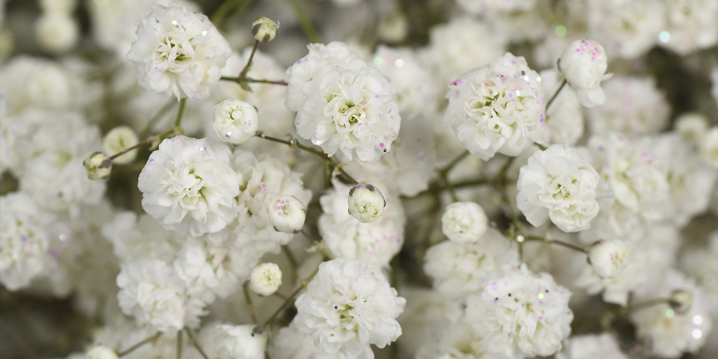 🌟 Unveiling the Gypsos Magic: Gypsos, also known as baby's breath, are delicate and enchanting flowers that add a touch of ethereal beauty to any arrangement. 🌿💕

#InBloomFlowers #Gypsos #FloralTrends #ExpertiseUnveiled