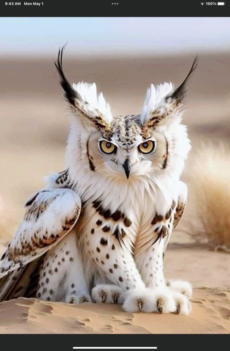 Goodnight dear friends ! Your owl for tonight!
#photos #photography #night #owls