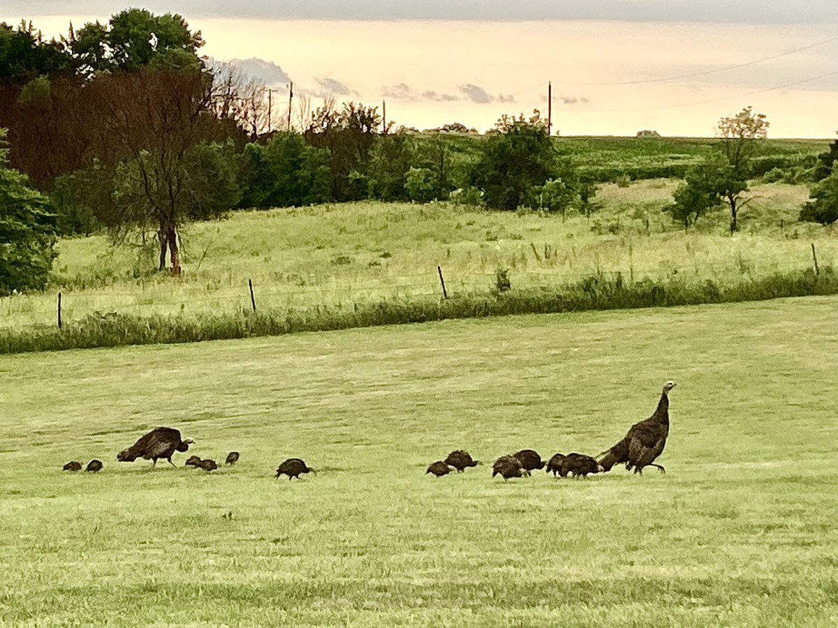 teamwingbone's tweet image. We had this picture sent to us today from a friend that has been working, the last several years, to improve the habitat on his land and reducing the predator population… A picture is worth a thousand words…
#habitat #predatorcontrol #turkeys #hens #poults #gobbler