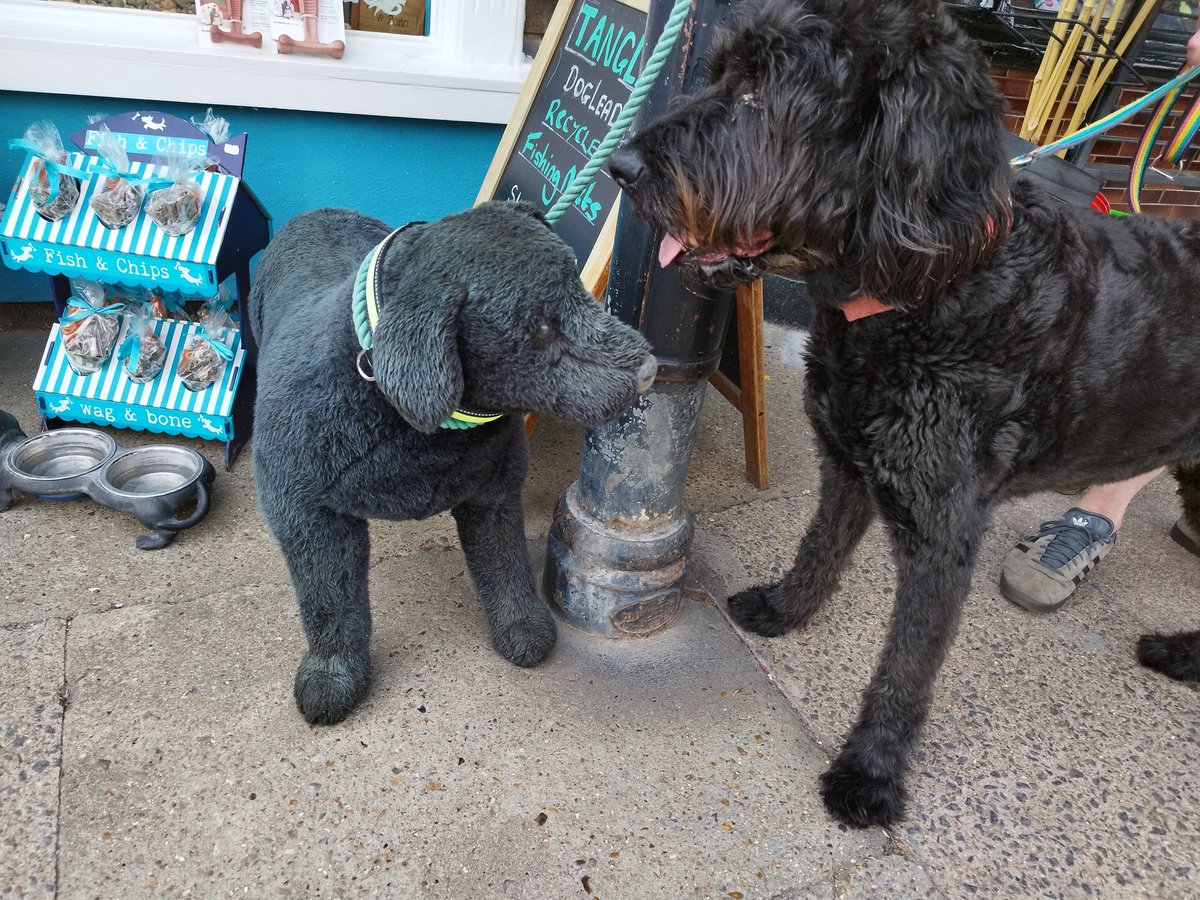 ZebedeeZebedog's tweet photo. What a nice looking fellow sitting quietly outside a pet shop on #Aldeburgh. Oh wait he's not moving. Is he dead? No it would seem he is a model. The question is why? And who actually buys something like this. https://t.co/hQUGrrjwwM