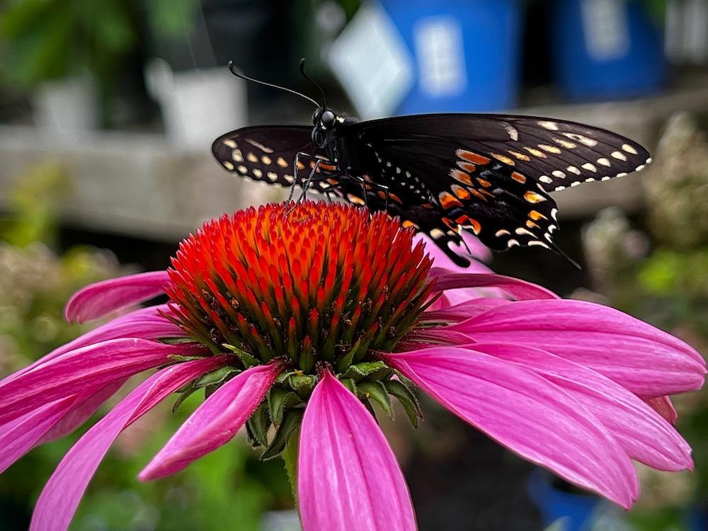 Natureworks Garden Center & Landscaping tweet media