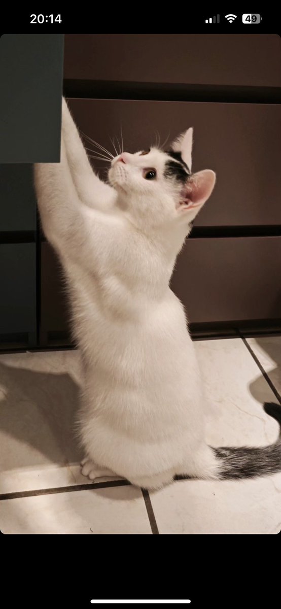 harmonicatsDE's tweet photo. @MeriMahou @pantoffelein @Timebombe27 Ellie und Toki haben ihre Namen im neuen Zuhause behalten dürfen. Mittlerweile sind sie schon ein Jahr alt und echt groß geworden. 😳 https://t.co/WvnvAmq79J