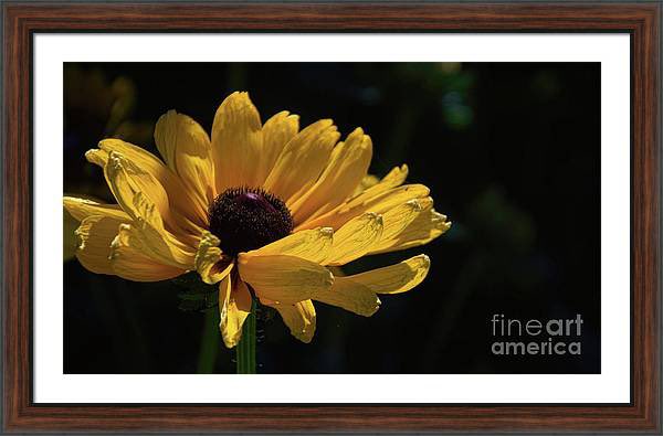 dianamary-sharpton.pixels.com/featured/ox-ey…

Ox Eye Susan Framed Print
#travelingtx #buyart #arboretum #Dallas #Photography #daisies #yellow #oxeye #dmsfineart #dianamarysharpton #fineartamerica #fineartforsale #walldecor #printsforsale #Apparelwithart

Artist Deck: DianaMary-Sharpton.pixels.com