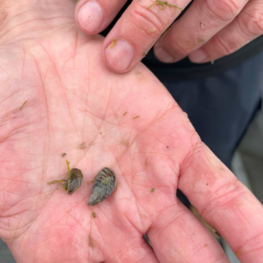 LSRCA's tweet photo. Have you ever wondered why we survey #Mussels? 🤔 Invasive species like the quagga and zebra mussels have changed the ecology of #LakeSimcoe, so it's essential for us to study their populations in order to understand how the lake's health is changing. #LakeMonitoring https://t.co/fSVfw54g4a