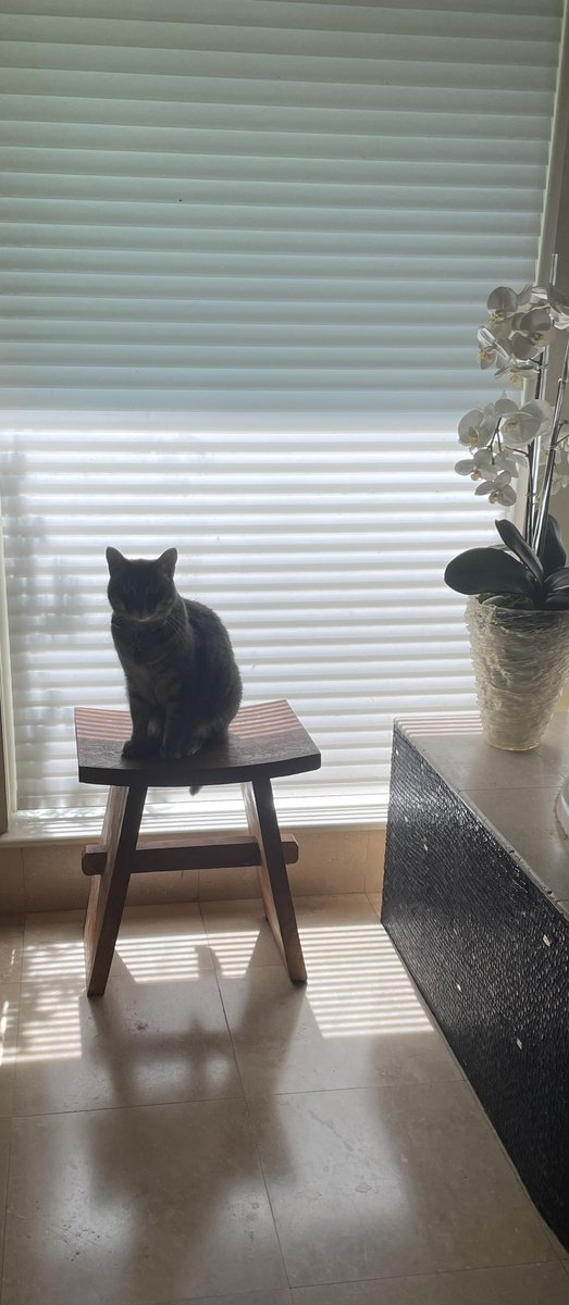 ClariceFox4's tweet photo. Stage 11: He’s Baack! Legacy had to dig deep within himself after yesterday’s defeat. Silhouette Game Strong. Pro Tip-Champions learn from their mistakes and they never quit. #conquerthecourse #tourdecouch2023 #golegacy https://t.co/ZAkc3mkb6i