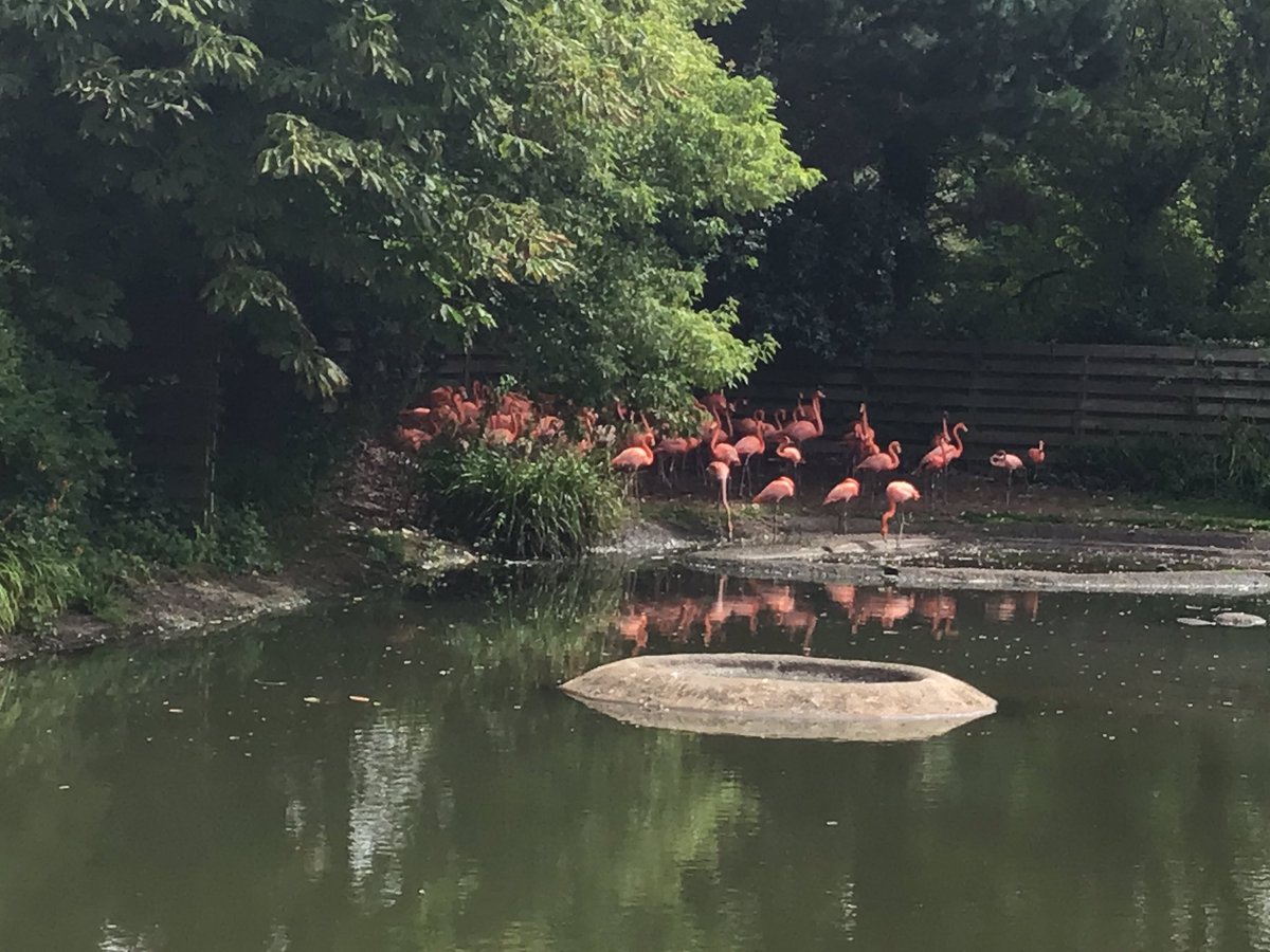 More Nursery Wetlands photos. 🦩🦆 <a href="/PenllergaerP/">Penllergaer Primary</a> <a href="/penlnurs/">Penlnurs</a> #ppsllc #ppshw