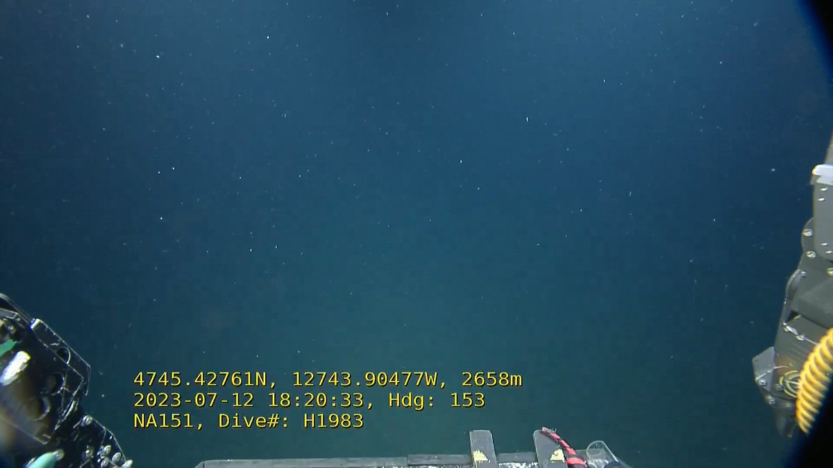 🚨🚨Dive Alert: ROVs have reached the seafloor at  2660 meters. Getting some comm work and someone to work the winch -- and the fun should begin shortly -- here we go @EVNautilus @Ocean_Networks #OnCabyss #KnowTheOcean #CFIfunded #NautilusLive

Watch live: youtube.com/watch?v=5nl8OV…