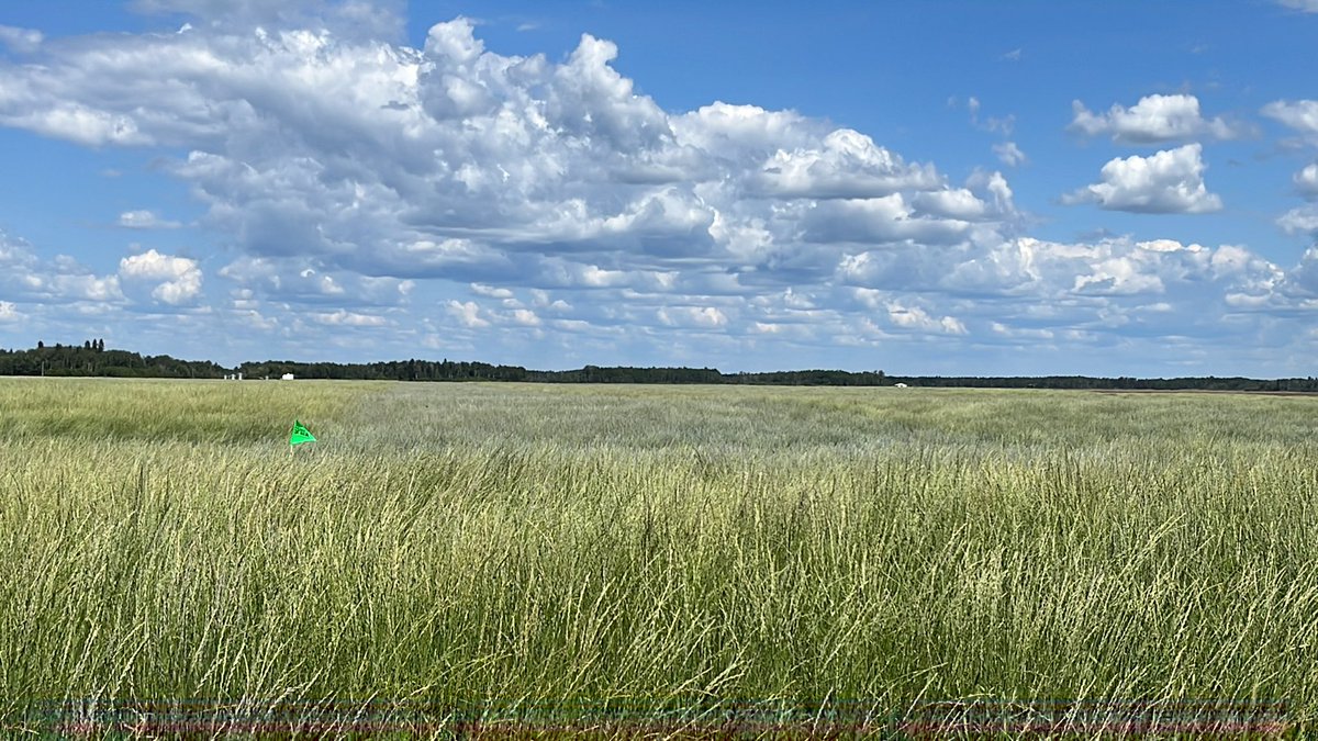 Do growth regulators work? Yup. On Farm Experiment OFE field #1 intermediate wheatgrass- see stage and roots pics earlier this spring. Stronger stems, shorter height, looks like more seed heads. A few more weeks and swath ability and seed yield data for this OFE-forage seed23