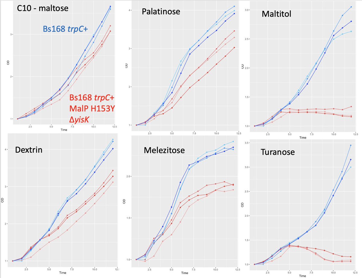 BacillusBaRosh 🌪️ tweet media