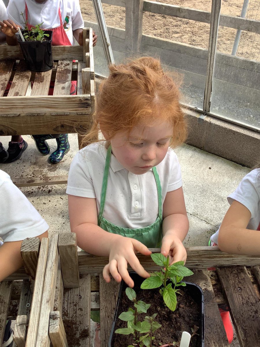 RoebuckSchool's tweet photo. Children in EYFS learning how to care for plants 🪴#EYFS #science #nature #plants https://t.co/mJwDPCAguP