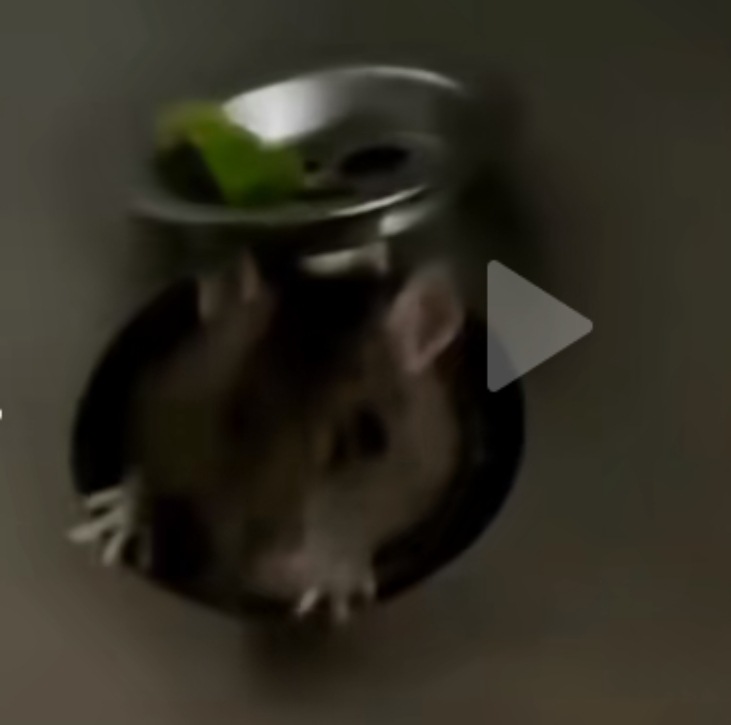FaithKuzunoha's tweet photo. I hate rats but, this is so fucking adorable https://t.co/gDQoE82ZTc