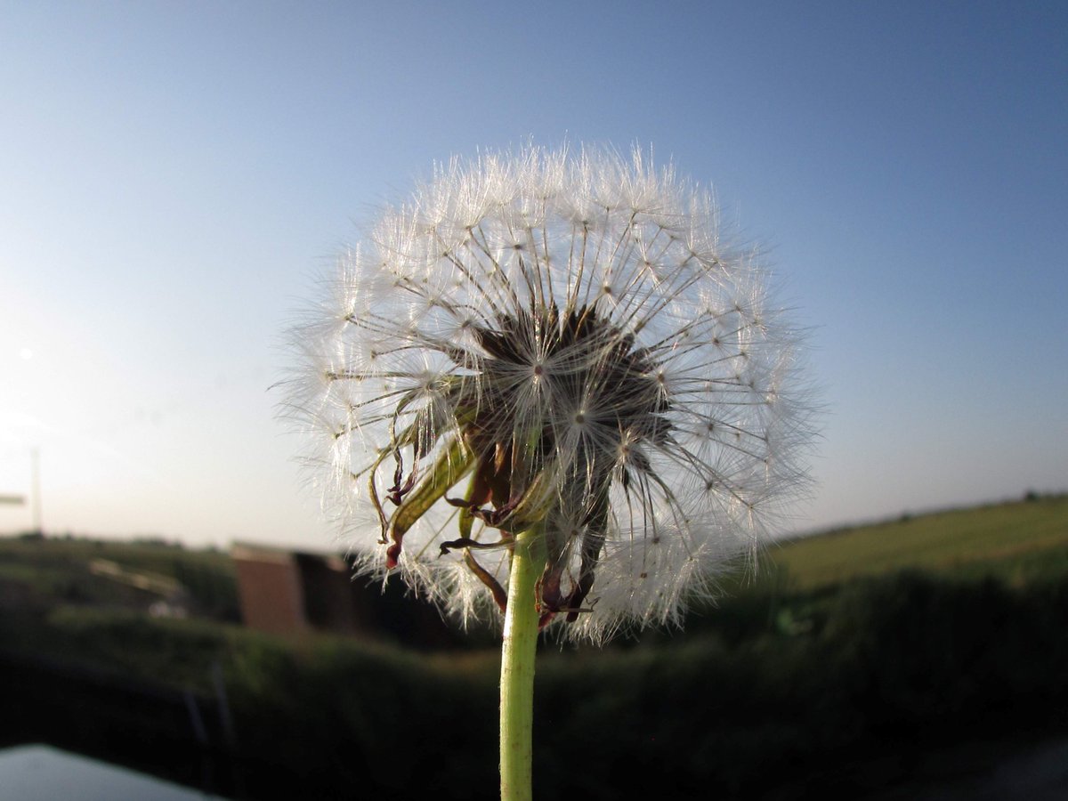 'Just' a dandelion seed-head - a combination of geodesic dome and glowing gossamer orb <a href="/Love_plants/">Plantlife</a> @LoveLincsPlants