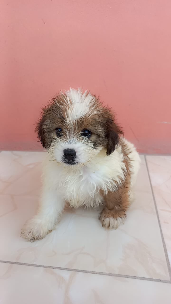 gavin-hall-on-twitter-shih-tzu-x-poodle-puppies-for-sale-9-weeks