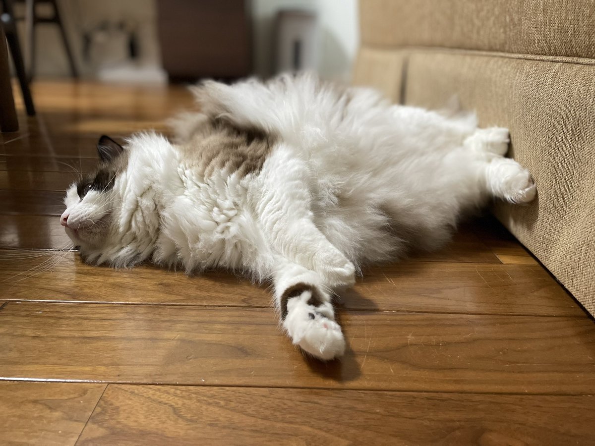 最近ニャザラシが出来るようになったモフモフ🐾

＃猫 ＃ラグドール ＃モフ曜日