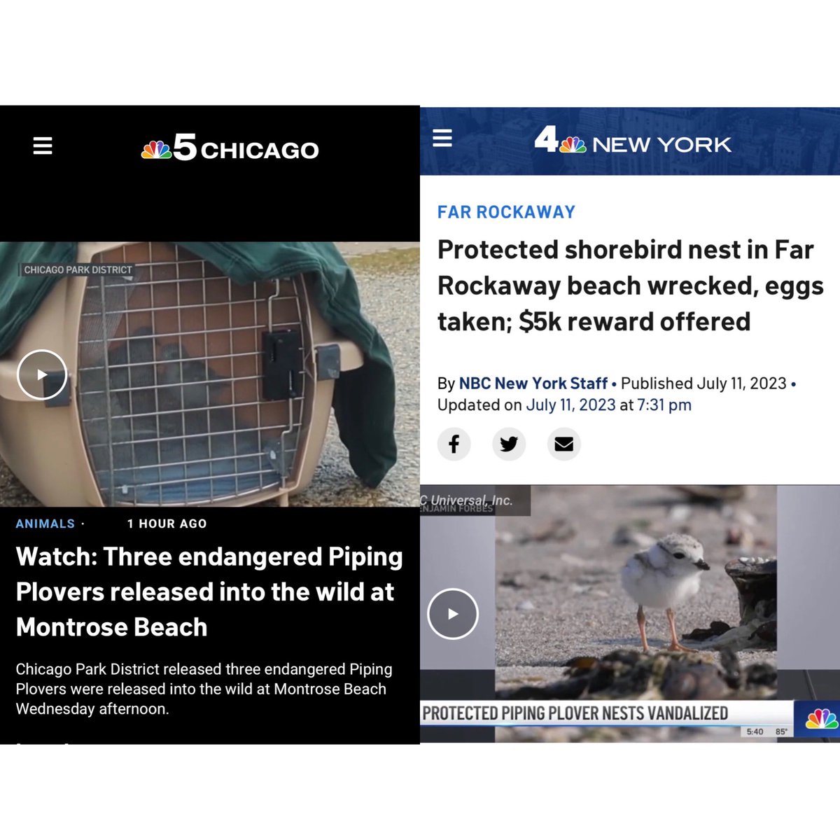 NycPlover's tweet image. In June, criminals vandalized piping plover nests and stole eggs in Far Rockaway. This also happened last year, and an adult plover was killed. As of this post, not one politician has an issued a public statement denouncing these acts. This is not normal. 🧵