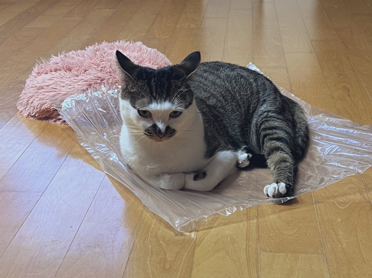 rayispretty's tweet photo. 알리에서 쿠션 시켰는데 
본인이 쿠션보다 커서 화난 코봉씨
(나는 분명 큰거 시켰는데… 알리 이시ㅂ…) https://t.co/Fn8aIeC0CC