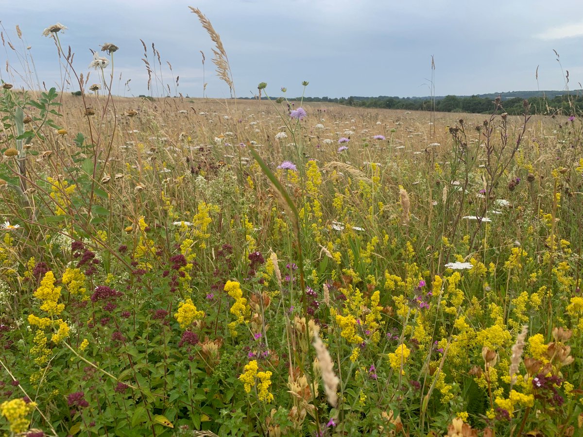 Bright wave moth in their 100's ,adding to the ever increasing range of new species colonising this 100ha plain of new wildflower grasslands.Ruderal bumble bee, sussex emerald, 6 belted clearwing, pyr' ostrinalis & 2nd gen' small blue also on show. Farmers leading nature recov'👍