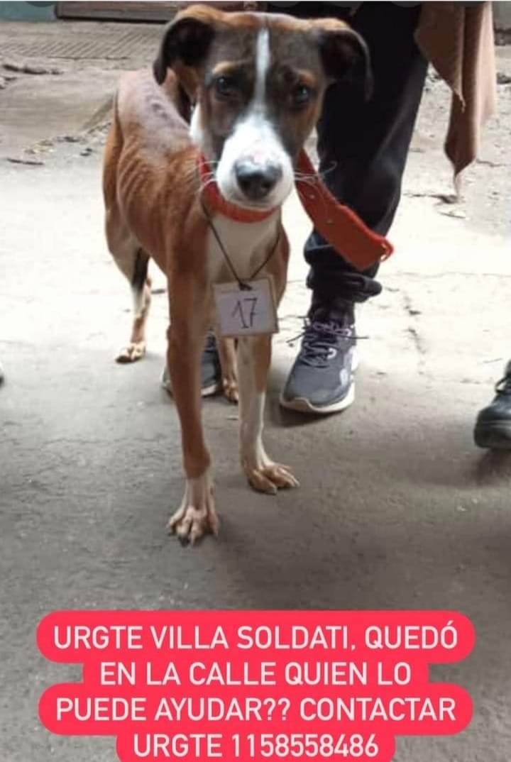 RaquelMait's tweet photo. Atención Villa Soldati, perrito abandonado. Contacto en la publicación https://t.co/B3Cj0URW96
