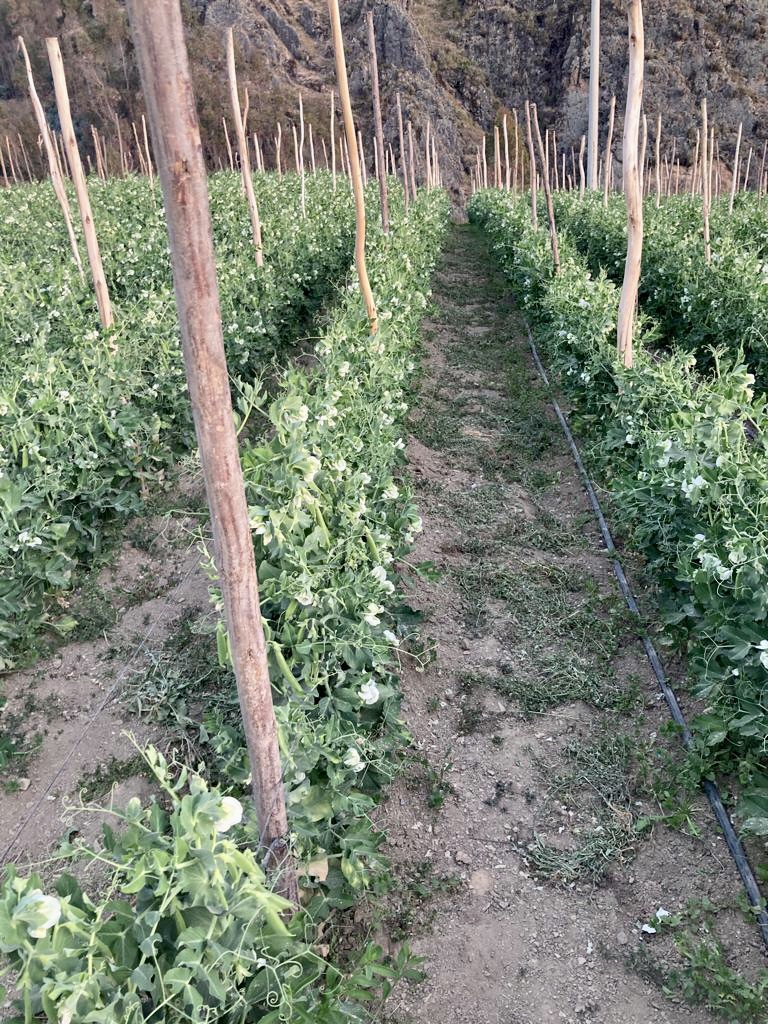 elbefruit's tweet photo. Proud to witness the fruitful results of sustainable agriculture in Peru! 🌱 

The seeds planted with care have grown into a bountiful harvest, ready to be shared with the world. 

Contact us for more information regarding our #fresh &amp; #delicious #peruvianproduce #peru https://t.co/wwrjWFiglg