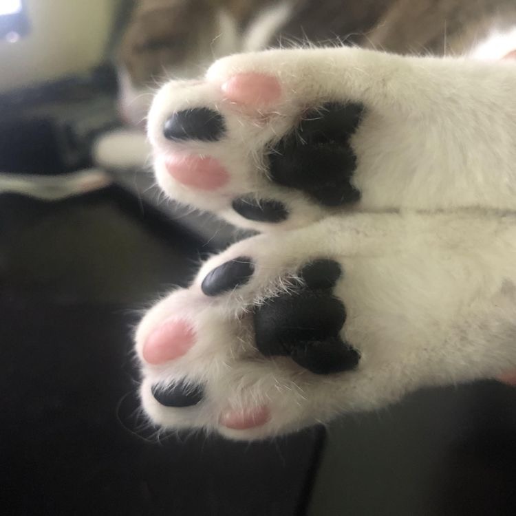 Why you should have a cat (@shouldhavecat) on Twitter photo 