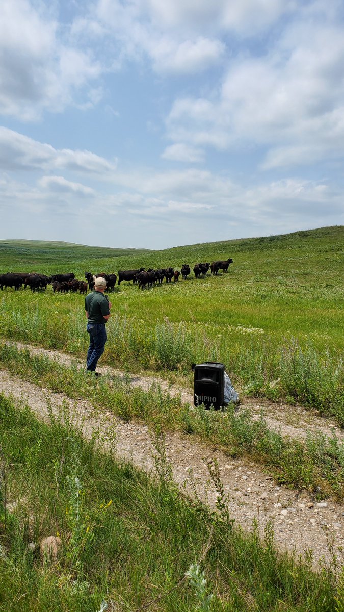 NDSU Department of Animal Sciences tweet media