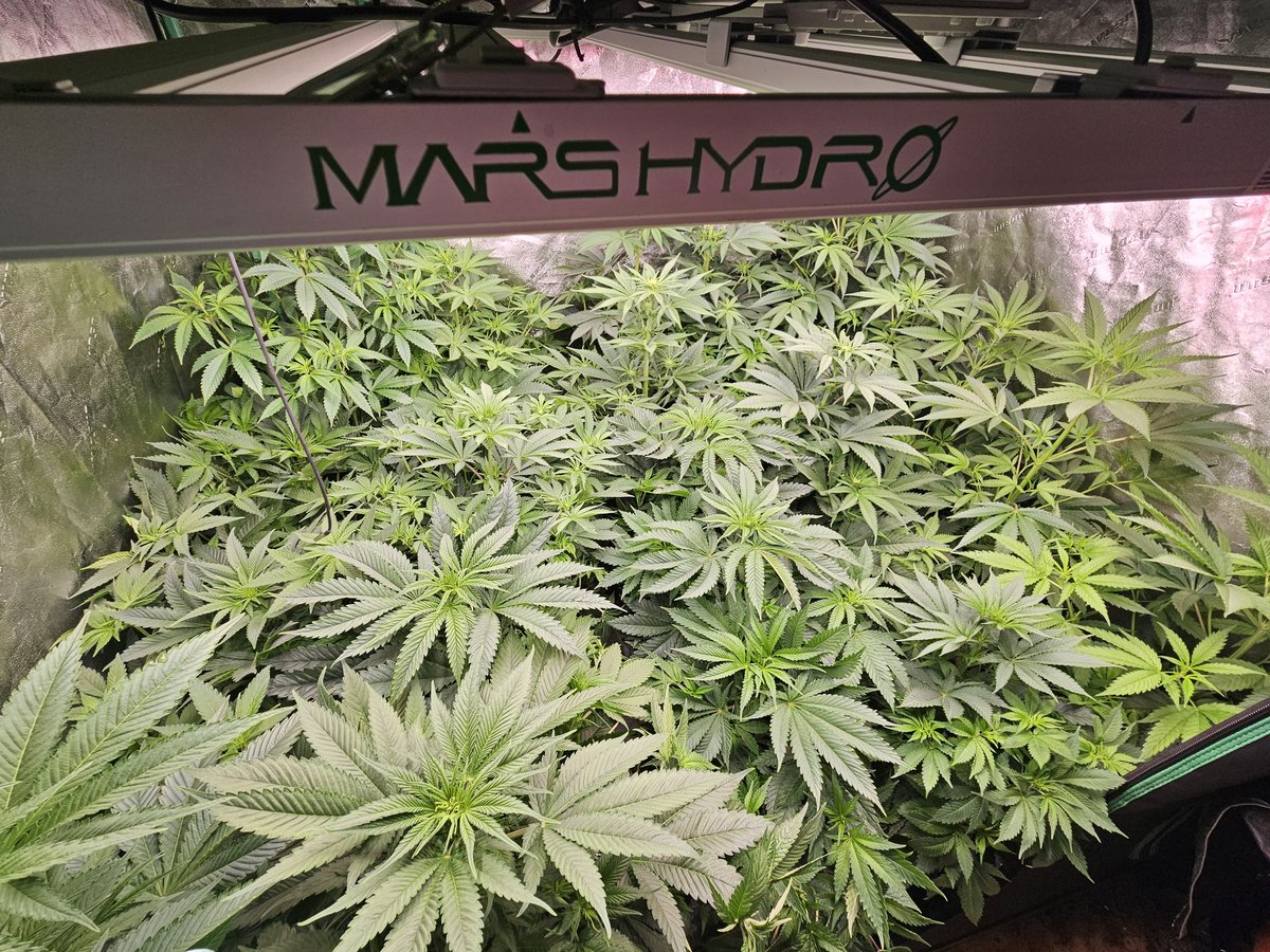 JamesHolleran22's tweet image. Day 23 of flower under the FCE4800 Smart edition @MarsHydroLight @Coco_Pan2022 #smartgrowlight #smartgrowsystem #appcontrol