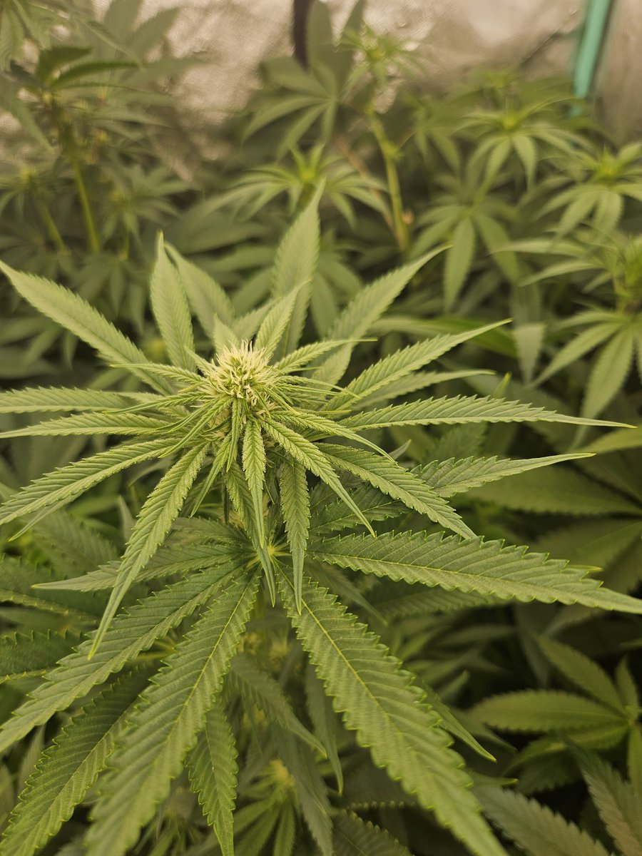 JamesHolleran22's tweet image. Day 23 of flower under the FCE4800 Smart edition @MarsHydroLight @Coco_Pan2022 #smartgrowlight #smartgrowsystem #appcontrol