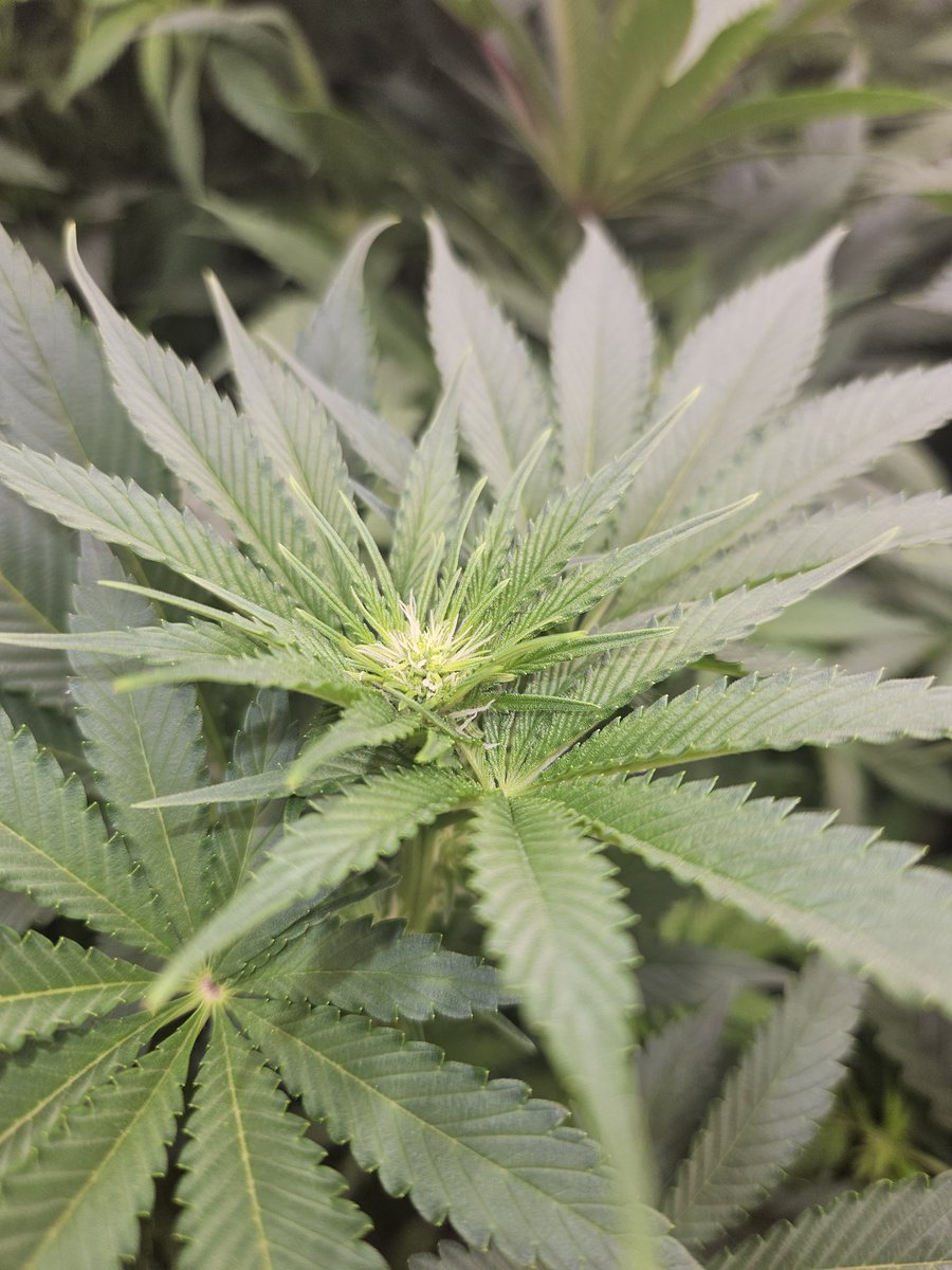 JamesHolleran22's tweet image. Day 23 of flower under the FCE4800 Smart edition @MarsHydroLight @Coco_Pan2022 #smartgrowlight #smartgrowsystem #appcontrol