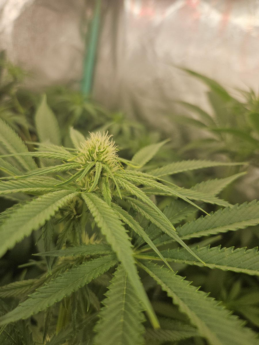 JamesHolleran22's tweet image. Day 23 of flower under the FCE4800 Smart edition @MarsHydroLight @Coco_Pan2022 #smartgrowlight #smartgrowsystem #appcontrol