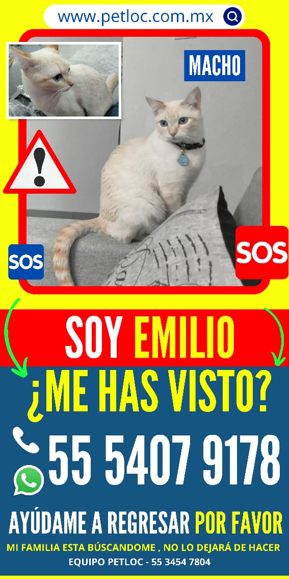MyAnimalBond's tweet photo. #Ayuda 🆘 #EXTRAVIADO #gatoperdido #Emilio (macho), se perdió en la Colonia Villa Xaltipa II, #Cuautitlán #EstadoDeMéxico #México.
Ayúdanos a compartir para que pueda regresar a casa 🙏🏡.
Cualquier información por favor contactar a:
☎️ 55 5407 9178 https://t.co/x7x4m0XXv3