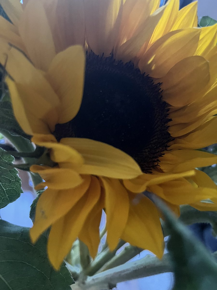 Got a gorgeous bunch of <a href="/marksandspencer/">M&S</a> sunflowers today from a client but I think they got a bit mashed in the box 😔 beautiful but sad little sunflower faces